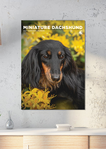 Miniature Dachshund - A3 Calendar 2027