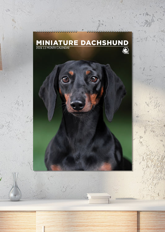 Miniature Dachshund - A3 Calendar 2026