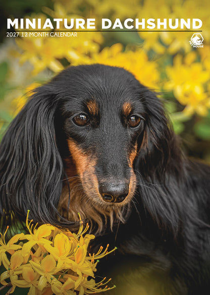 Miniature Dachshund - A3 Calendar 2027