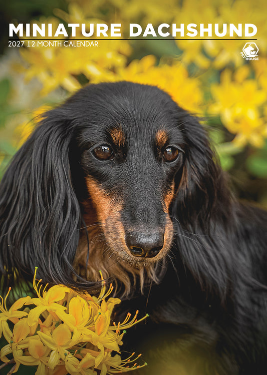 Miniature Dachshund - A3 Calendar 2027