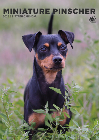 Miniature Pinscher - A3 Calendar 2026