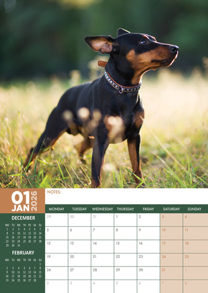 Miniature Pinscher - A3 Calendar 2026