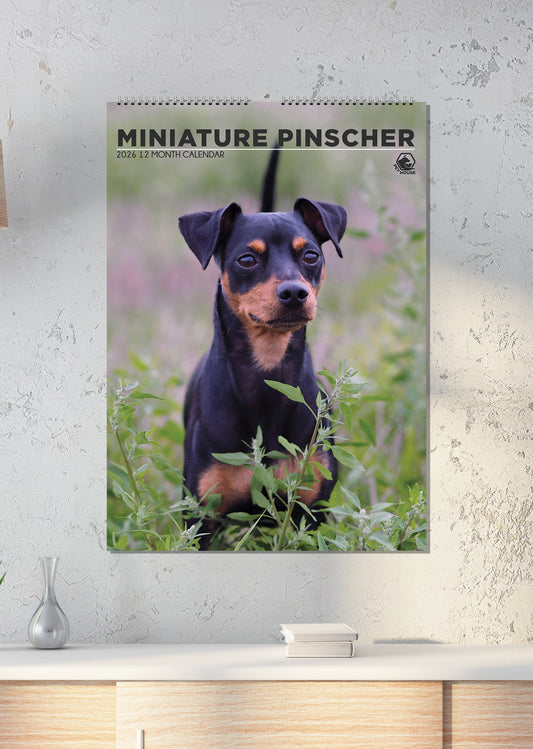 Miniature Pinscher - A3 Calendar 2026