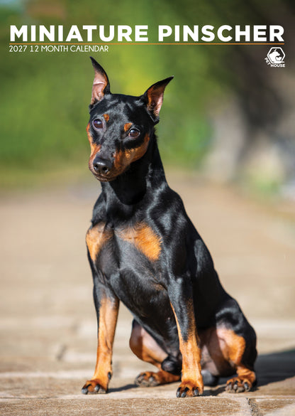 Miniature Pinscher - A3 Calendar 2027