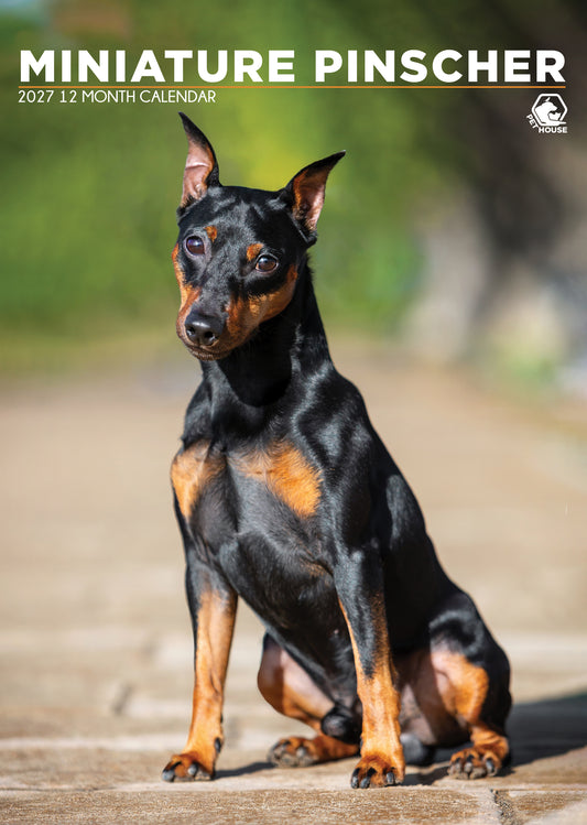 Miniature Pinscher - A3 Calendar 2027