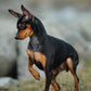 Miniature Pinscher Calendar 2025