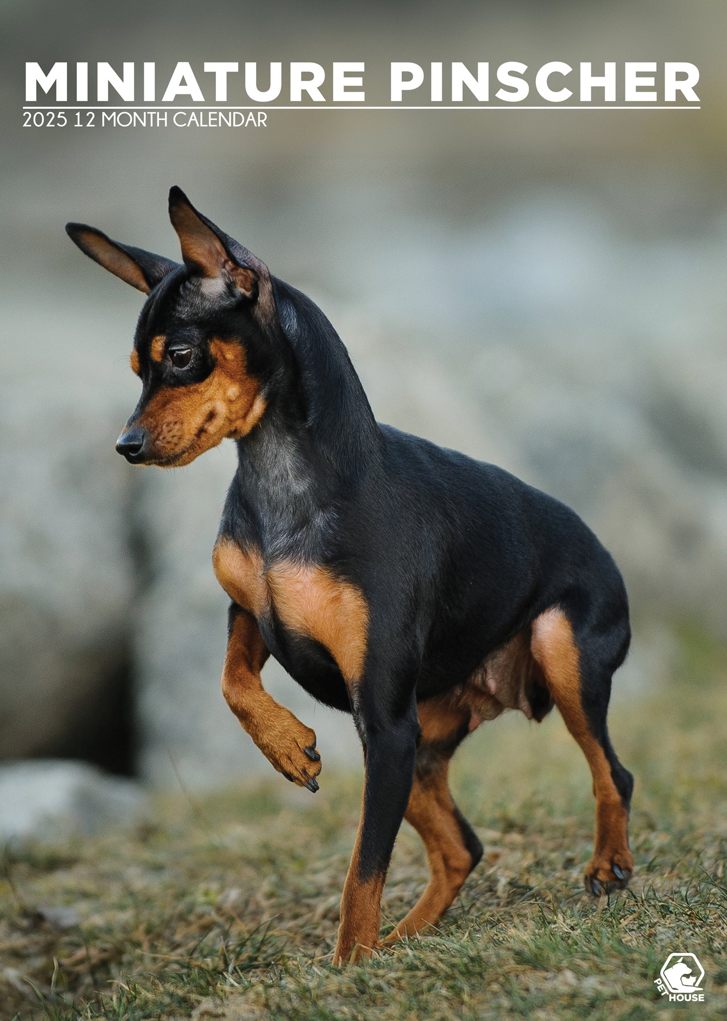 Miniature Pinscher Calendar 2025 CalendarsRus