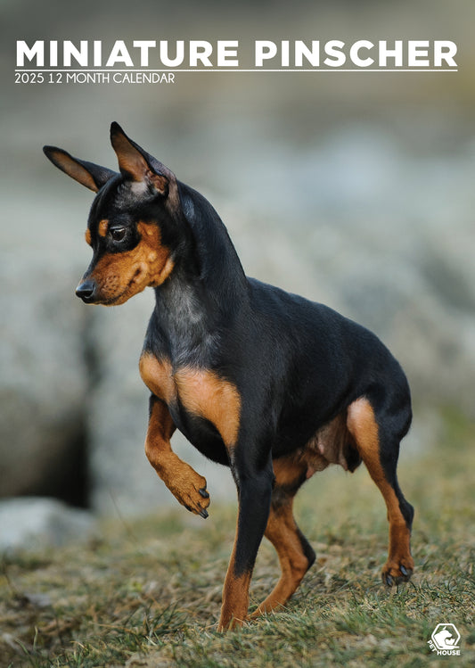 Miniature Pinscher Calendar 2025