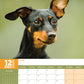 Miniature Pinscher Calendar 2025