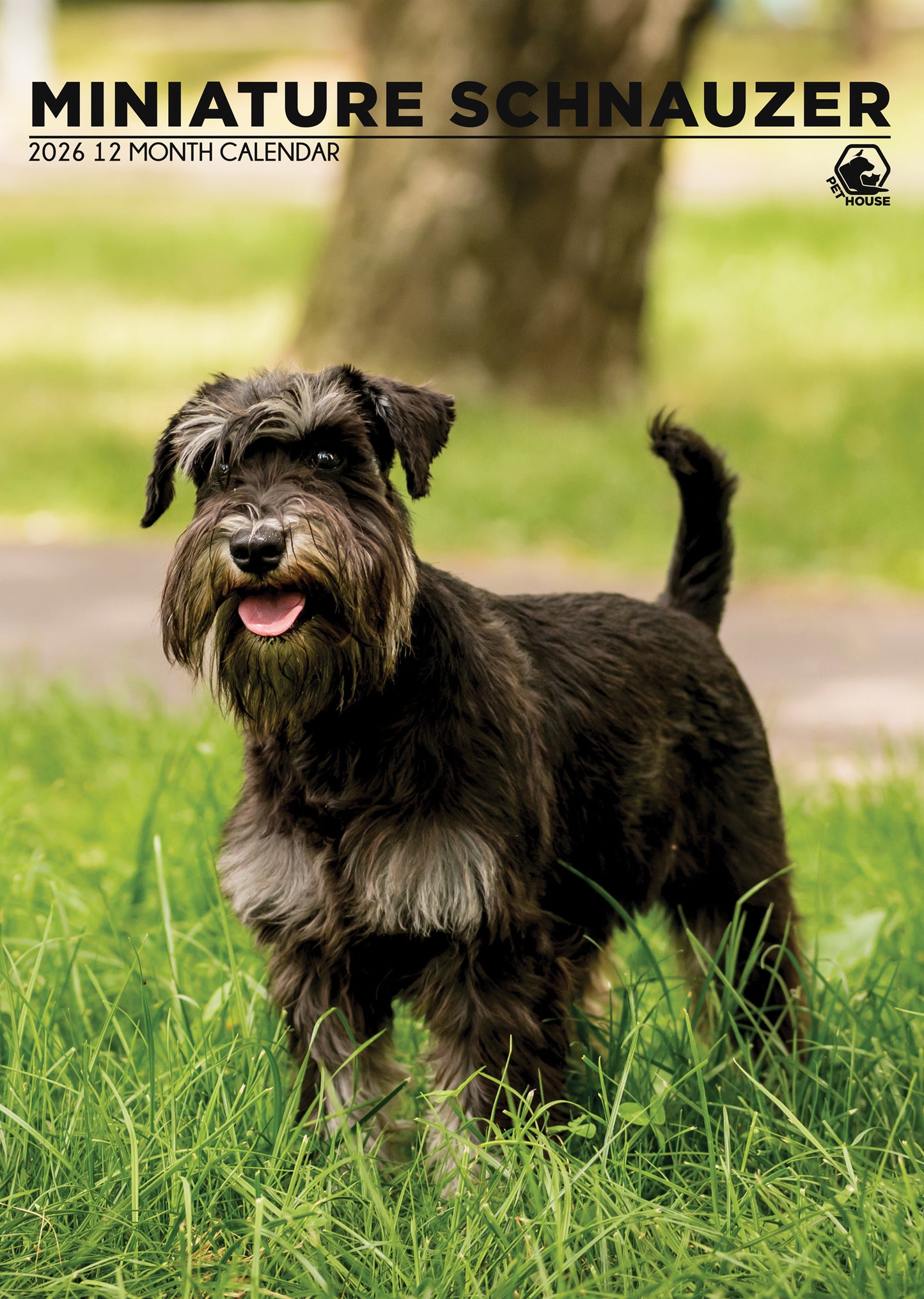 Miniature Schnauzer - A3 Calendar 2026