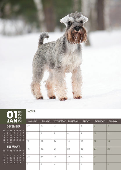 Miniature Schnauzer - A3 Calendar 2026
