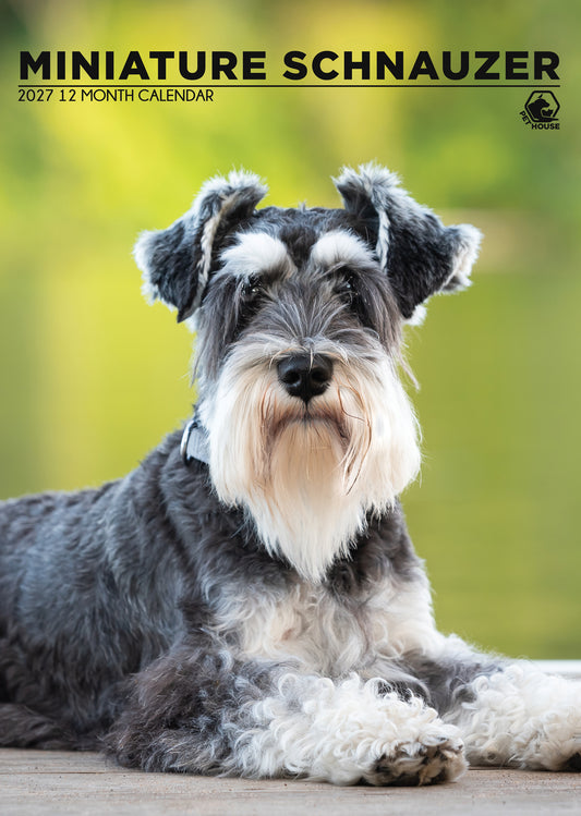 Miniature Schnauzer - A3 Calendar 2027