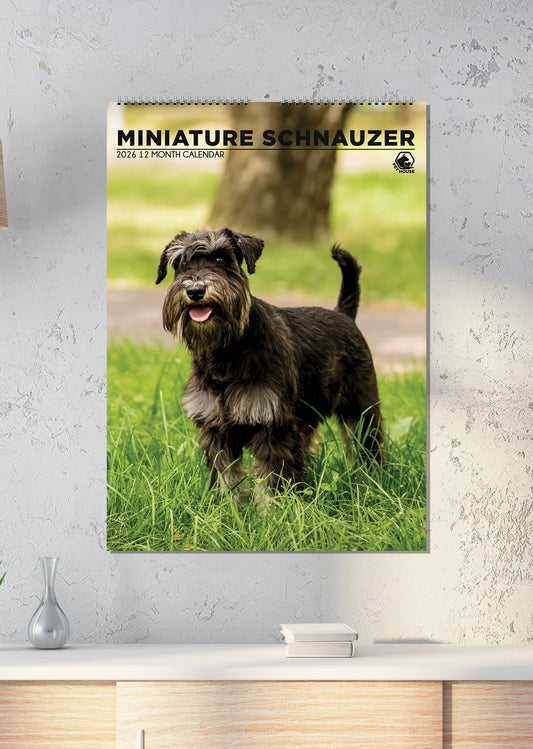 Miniature Schnauzer - A3 Calendar 2026