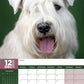 Miniature Schnauzer Calendar 2025