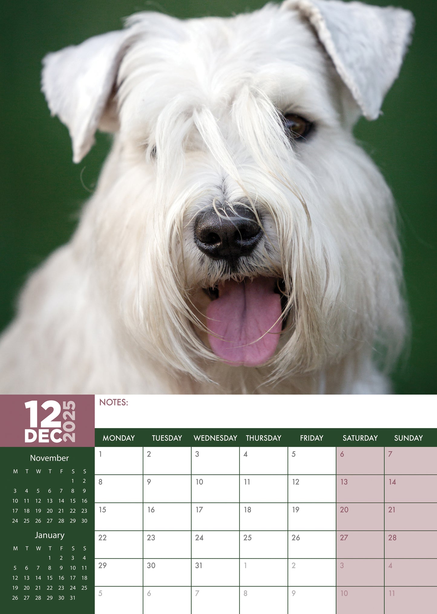 Miniature Schnauzer Calendar 2025