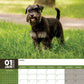 Miniature Schnauzer Calendar 2025