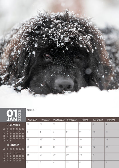 Newfoundland - A3 Calendar 2026