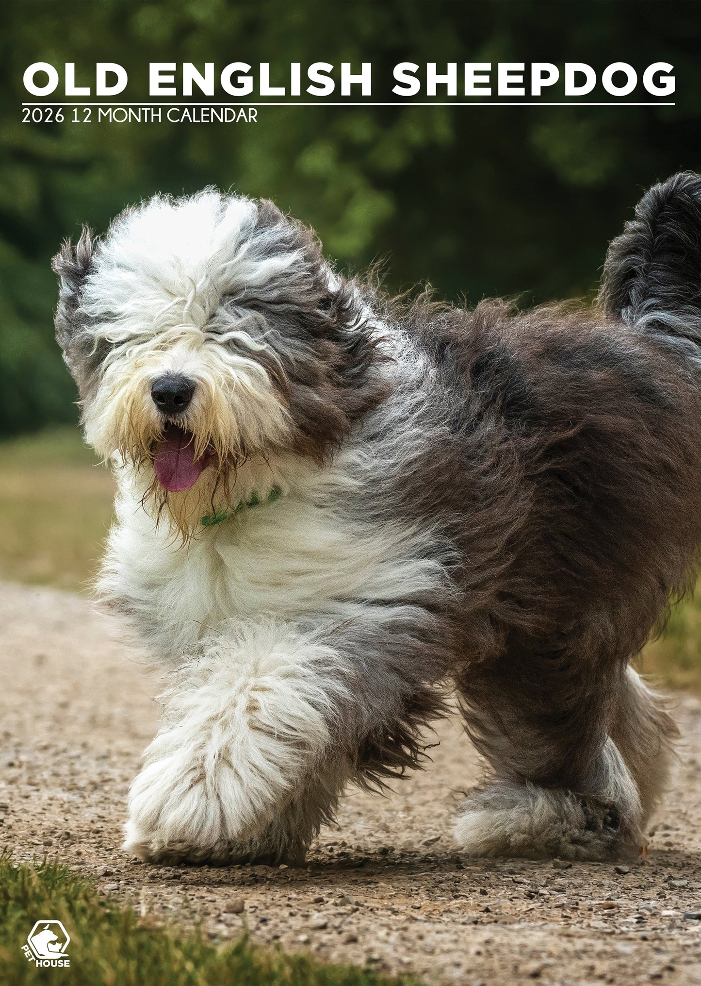 Old English Sheepdog - A3 Calendar 2026