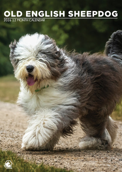 Old English Sheepdog - A3 Calendar 2026