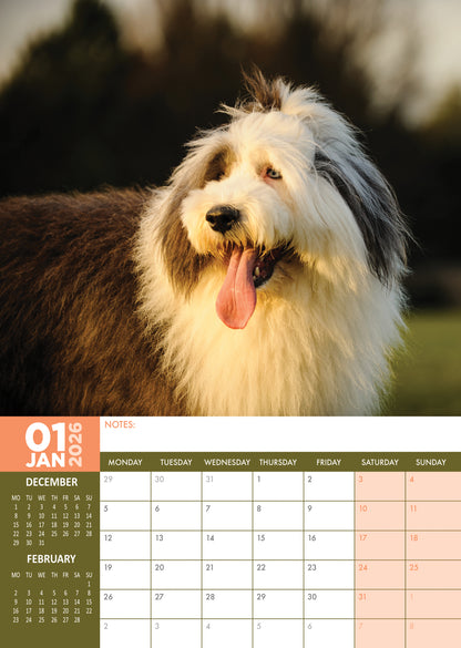 Old English Sheepdog - A3 Calendar 2026