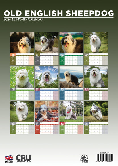 Old English Sheepdog - A3 Calendar 2026