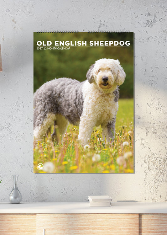 Old English Sheepdog - A3 Calendar 2027