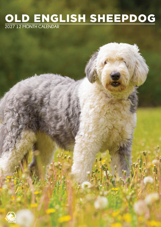 Old English Sheepdog - A3 Calendar 2027