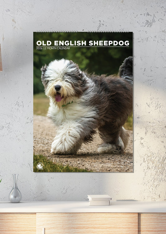 Old English Sheepdog - A3 Calendar 2026