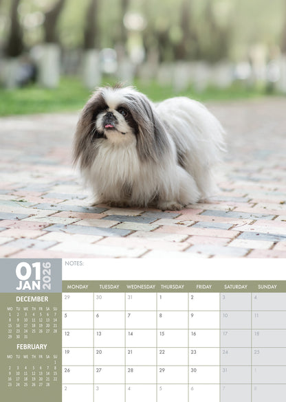 Pekingese - A3 Calendar 2026