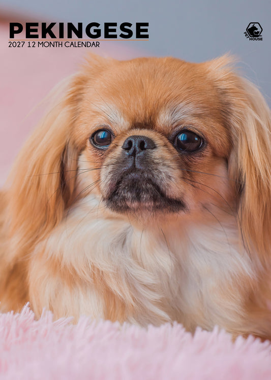 Pekingese - A3 Calendar 2027