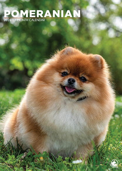Pomeranian - A3 Calendar 2026