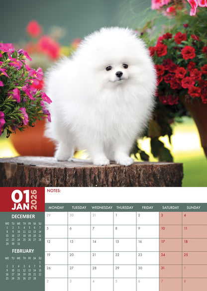 Pomeranian - A3 Calendar 2026