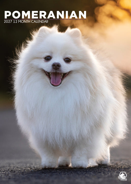 Pomeranian - A3 Calendar 2027