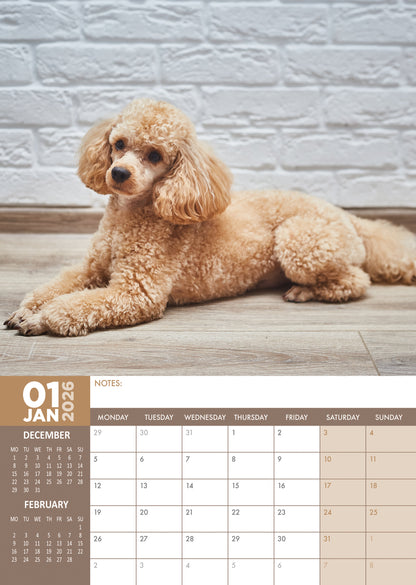 Poodle - A3 Calendar 2026