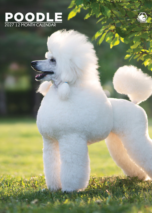 Poodle - A3 Calendar 2027