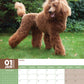 Poodle Calendar 2025