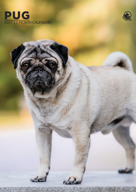 Pug - A3 Calendar 2027