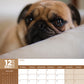 Pug Calendar 2025