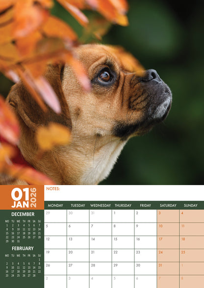 Puggle - A3 Calendar 2026