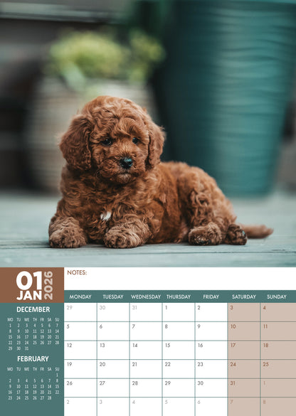 Puppies - A3 Calendar 2026