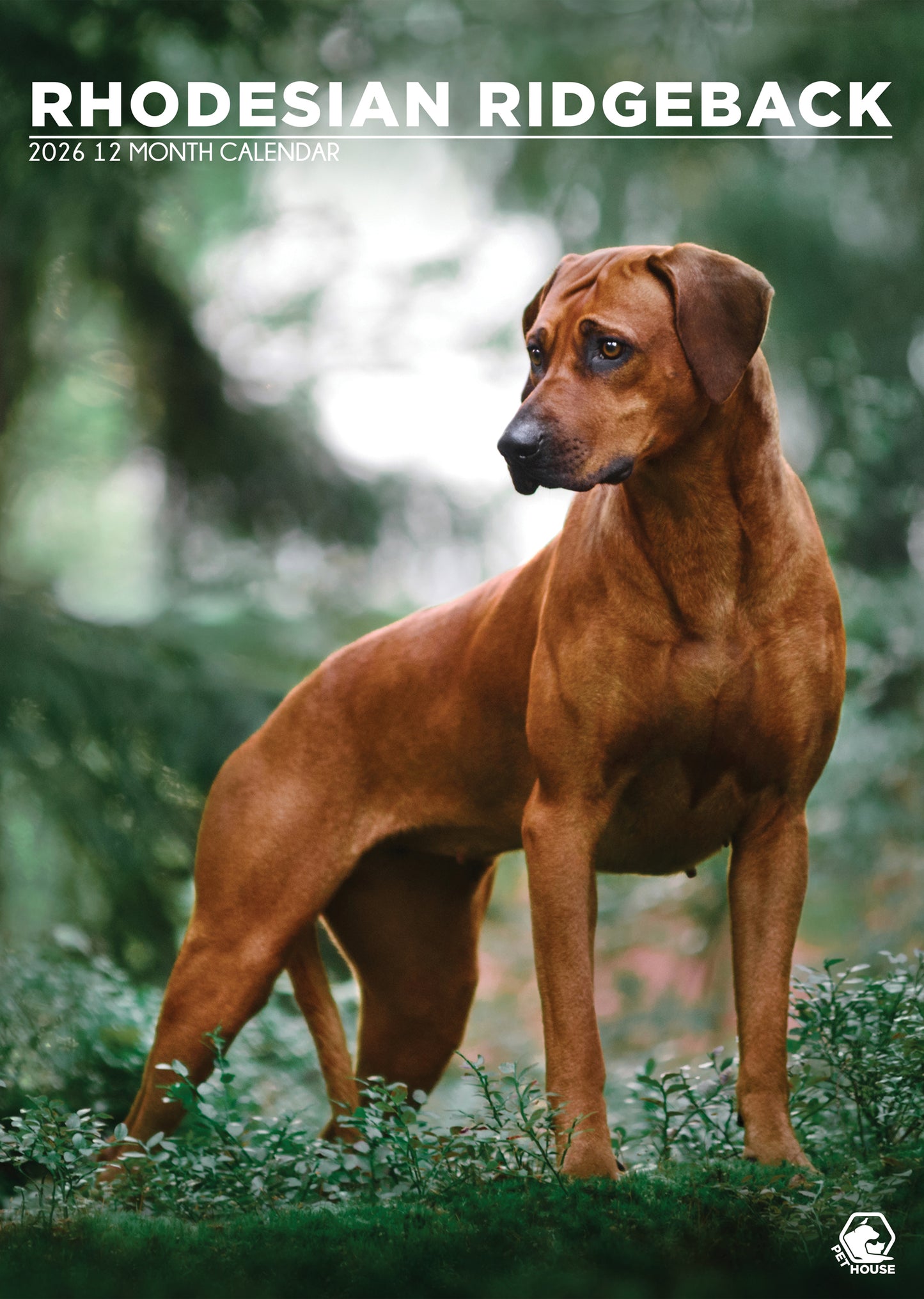 Rhodesian Ridgeback - A3 Calendar 2026