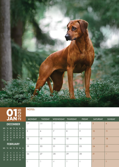 Rhodesian Ridgeback - A3 Calendar 2026