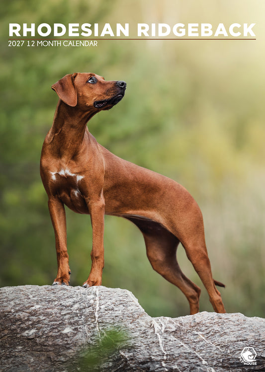 Rhodesian Ridgeback - A3 Calendar 2027