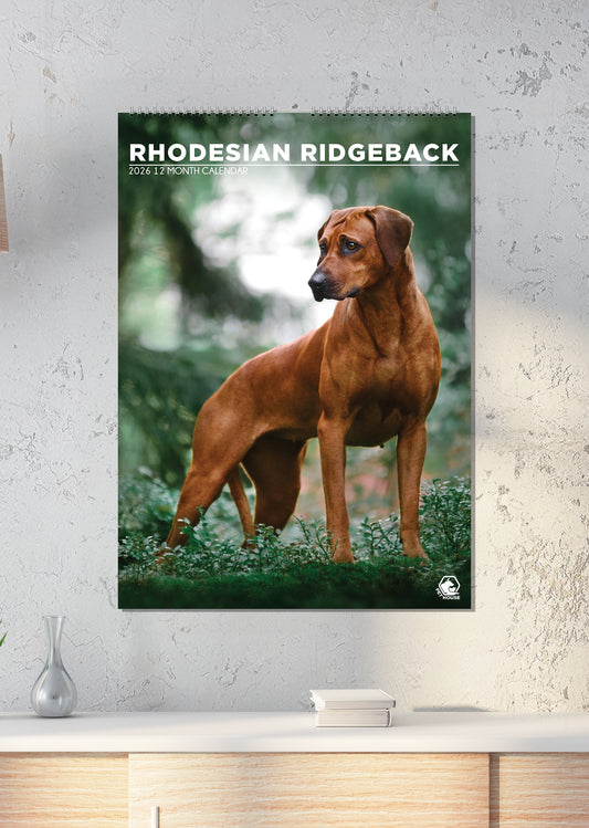 Rhodesian Ridgeback - A3 Calendar 2026