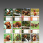 Rhodesian Ridgeback Calendar 2025