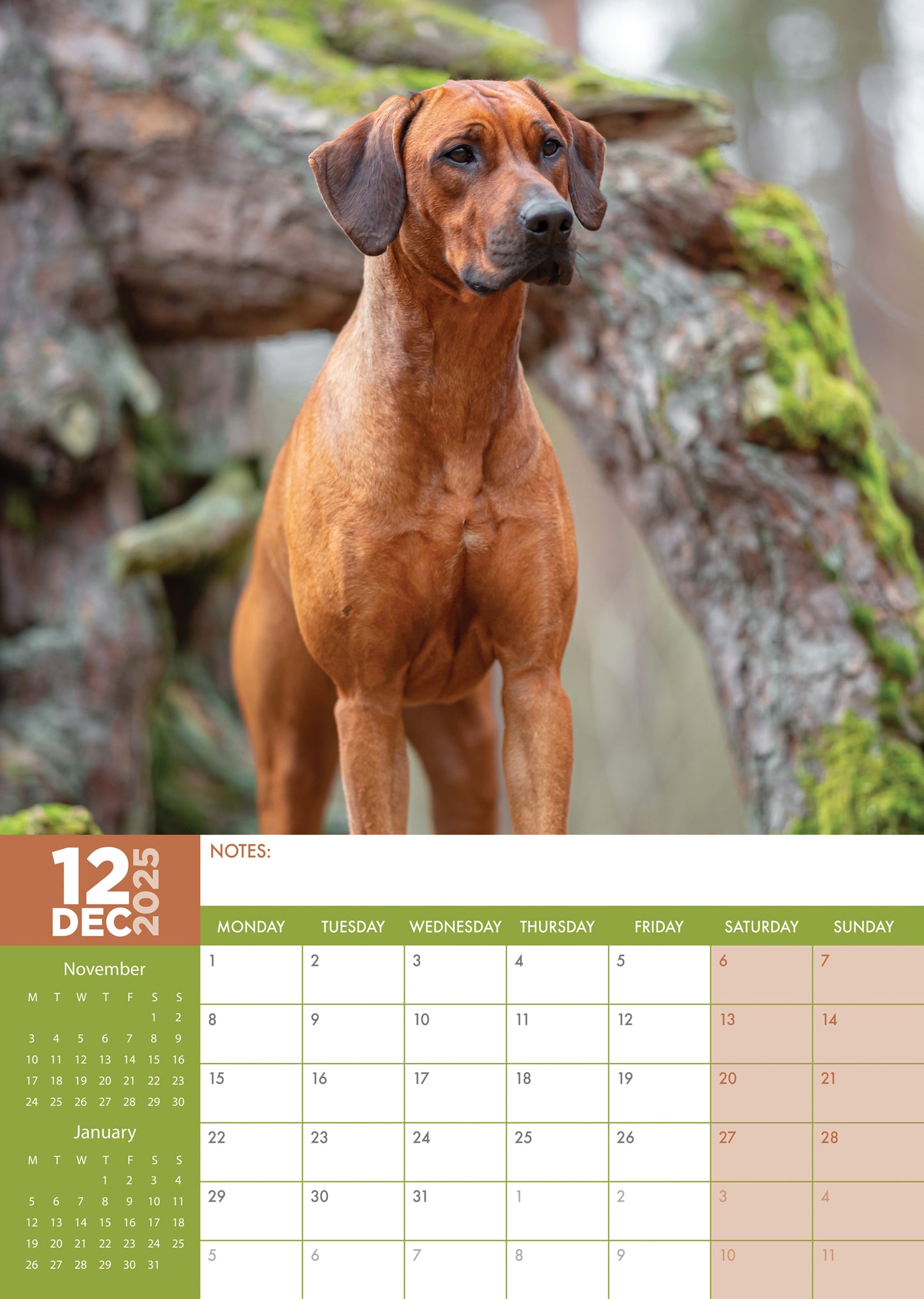 Rhodesian Ridgeback Calendar 2025