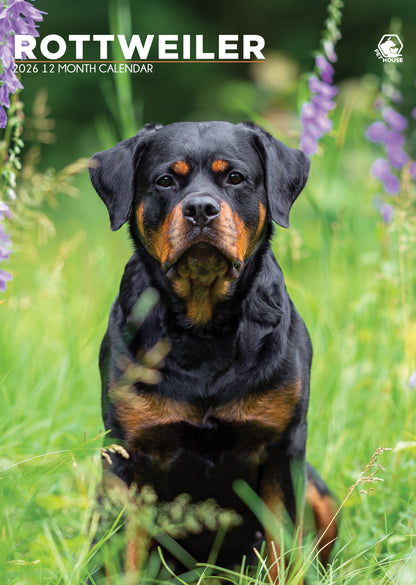 Rottweiler - A3 Calendar 2026
