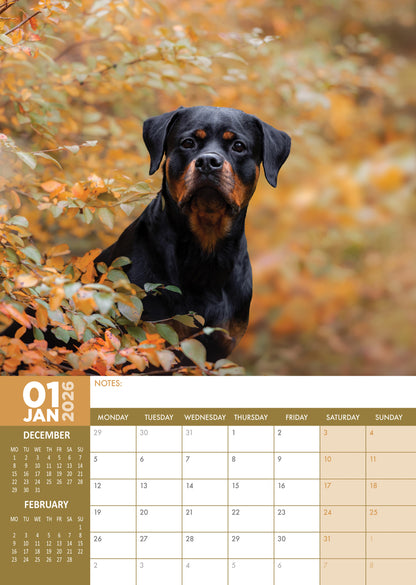 Rottweiler - A3 Calendar 2026