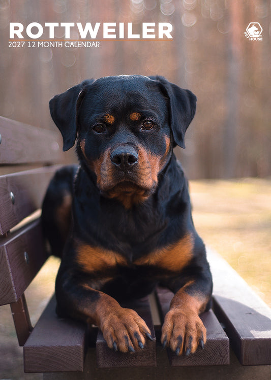 Rottweiler - A3 Calendar 2027