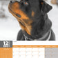 Rottweiler Calendar 2025